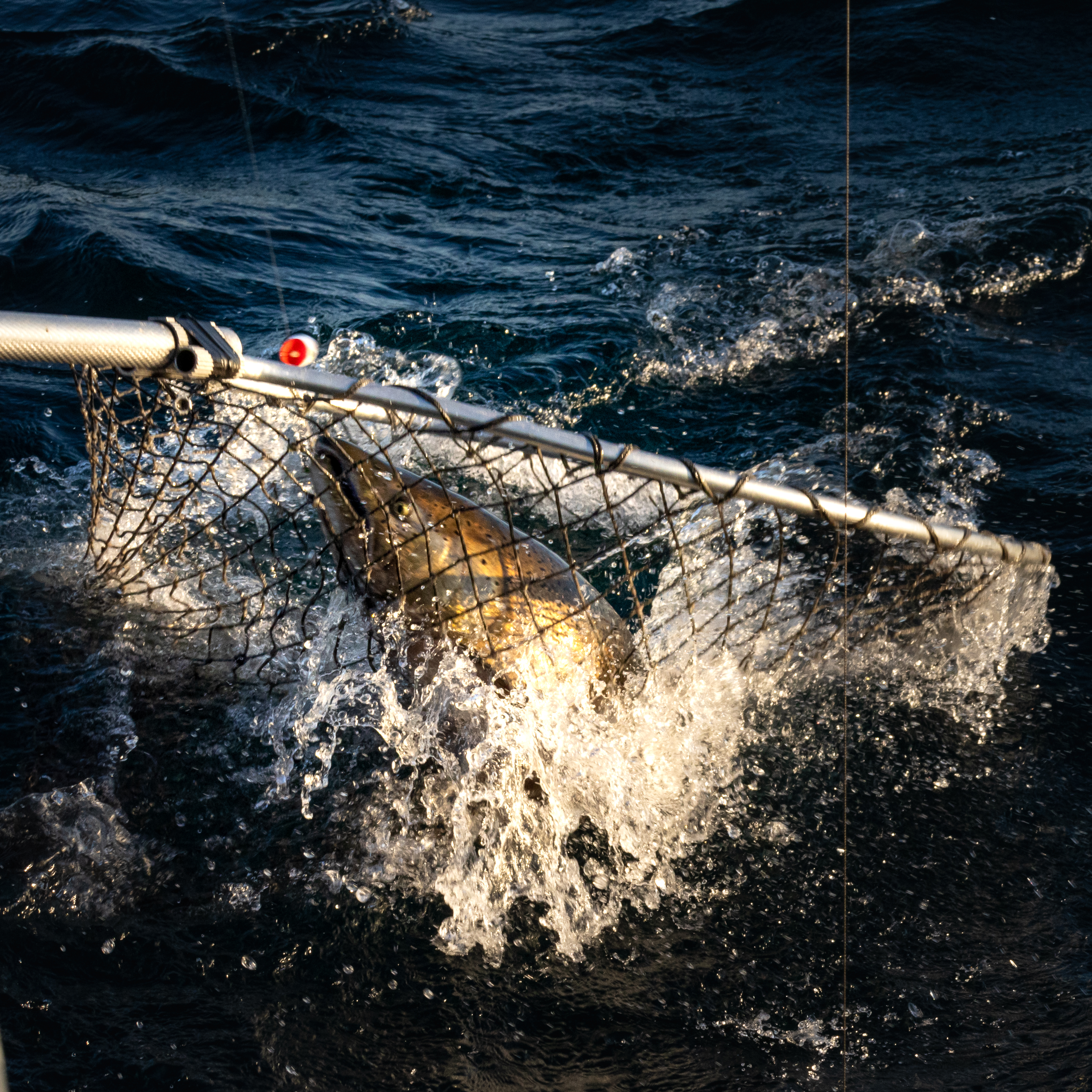 Lake Michigan fishing charter